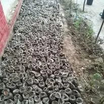 Green Seekers Activity